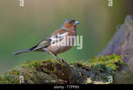 Männliche gemeinsame Buchfink posiert auf bemoosten Baumstumpf im Wald Stockfoto