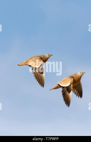 Burchell's Sandgrouse, Pterocles burchelli, im Flug, Kgalagadi Transfrontier Park, Northern Cape, Südafrika Stockfoto