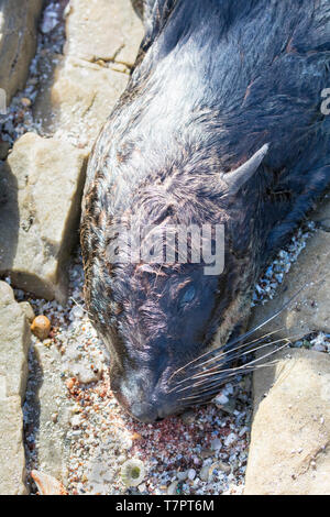 Frischen Kadaver eines Kap Fell Dichtung (South African fur Seal) von Blunt Force Trauma getötet für seinen Pelz oder von lokalen Fischern, Ostküste, Sout Stockfoto