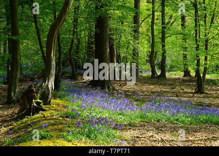 Bluebells in Wintergreen Holz, Knebworth Park Stockfoto