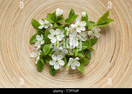 Hohe Betrachtungswinkel von Pflaume Blumen auf Holzplatte Stockfoto