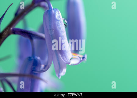 Frühling in England mit Makro einzelnen Stamm der Englischen Bluebells mit offenen Blüten und einer Knospe. Natürliches Licht close-up gegen helles grün Hintergrund Stockfoto