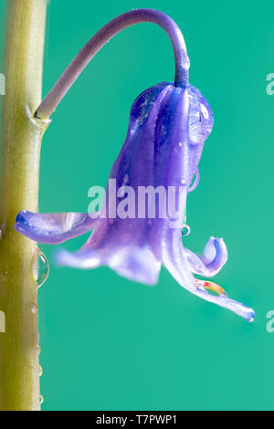 Frühling in England mit Makro einzelnen Stamm der Englischen Bluebells mit offenen Blüten und einer Knospe. Natürliches Licht close-up gegen helles grün Hintergrund Stockfoto