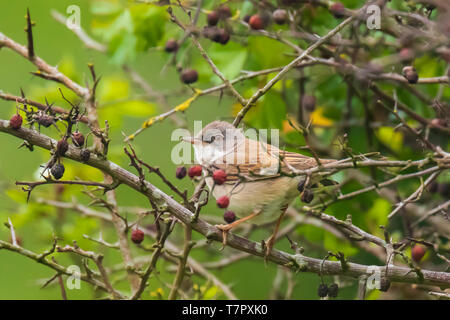 Vogelperspektive Whitethroat Sylvia Communis, singen um ein Weibchen während der Brutzeit im Frühjahr zu gewinnen Stockfoto