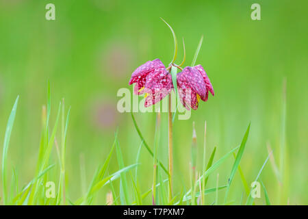 Close-up ein Paar lila Fritillaria meleagris in einem Wald auf eine grüne Wiese. Im Frühling Saison. Stockfoto