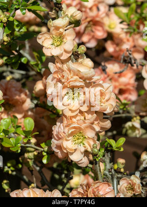 Eine Bush der Chaenomeles Tierart Geisha Girl in voller Blüte, die die soft orange Farbe der Blüten Stockfoto