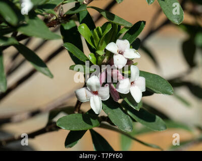 Eine Nahaufnahme der klaren weißen Blumen der Daphne x transatlantischen Ewige Duft Stockfoto