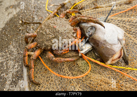 Eine weibliche, oder Henne, Europäischen Seespinne, Maja brachydactyla, die in einer Dropdown-Liste net Ködern mit einem Pollack Kopf gefangen wurde und abgesenkt, weg von einem Pier. Sp Stockfoto