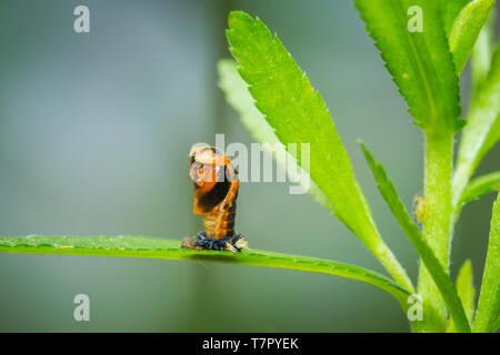 Marienkäfer Insektenlarven oder pupacloseup. Pupal Stadium auf grüne Vegetation Nahaufnahme. Stockfoto