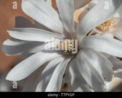 Eine Nahaufnahme von einem einzigen weißen Blume der Magnolia stellate Stockfoto
