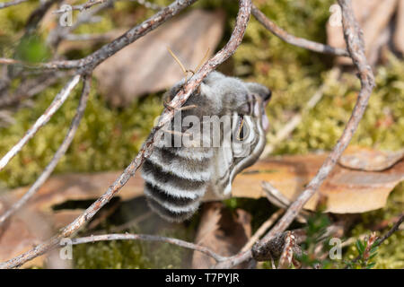 Frau Kaiser Motte (Saturnia pavonia), ein großes Insekt neu entstandenen und noch austrocknen ihre Flügel, in Surrey, Heide, Großbritannien, im Mai Stockfoto