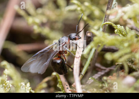 Königin der südlichen Waldameise (Formica rufa), geflügelte Insekt auf Heide im Mai, in Surrey, Großbritannien Stockfoto