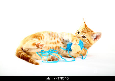 Ingwer Mackerel Tabby Kätzchen spielen mit einem Ball der blaue Wolle auf weißem Hintergrund Stockfoto