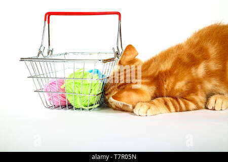 Ingwer Mackerel Tabby Kätzchen spielen mit einem Einkaufskorb aus Wolle auf weißem Hintergrund Stockfoto