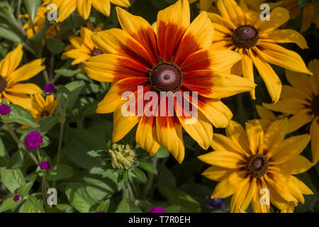 Eine Nahaufnahme von einem atemberaubenden helle gelbe Sonne Blume mit einem leuchtend roten Färbung der Blüten, gegen ein grünes Laub Hintergrund Stockfoto