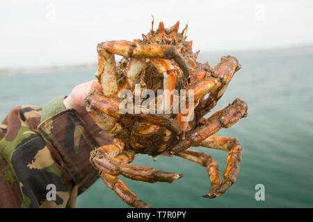 Eine weibliche, oder Henne, Europäischen Seespinne, Maja brachydactyla, die in einer Dropdown-Liste net Ködern mit einem Pollack Kopf gefangen wurde und abgesenkt, weg von einem Pier. Sp Stockfoto