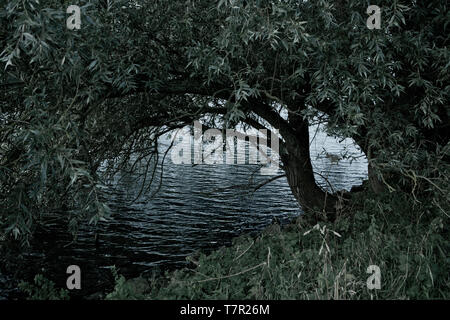 Durch in einem Wald am Wasser suchen. Stockfoto