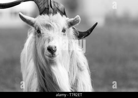 Kiko Ziege schwarz-weiß Foto im Hochformat close up Stockfoto