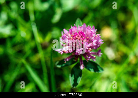 Die Blume eines Rotklee (Trifolium pratense) Stockfoto