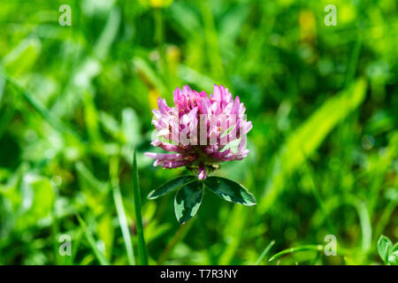 Die Blume eines Rotklee (Trifolium pratense) Stockfoto