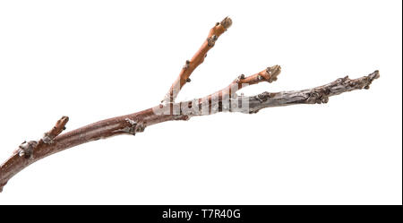 Trockenen Zweig eines Walnussbaumes. isoliert auf weißem Stockfoto