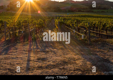 Die goldene Sonne über Reihen von Trauben in einem Weinberg im Sonoma Valley, Sun flare fügt Drama um das Bild. Stockfoto
