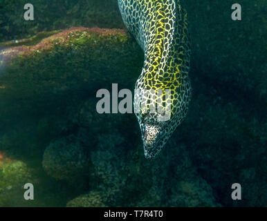 Geschnürt Moray im natürlichen Ambiente Stockfoto