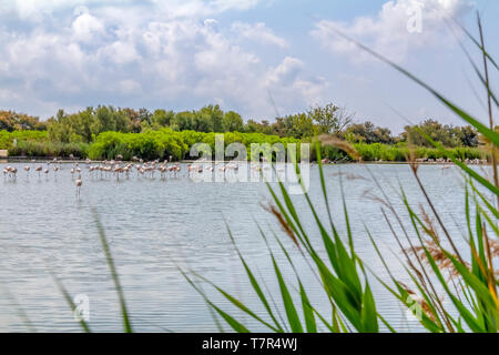 Riparian Landschaft einschließlich einige Flamingos rund um den Regionalen Naturpark der Camargue im Süden Frankreichs Stockfoto