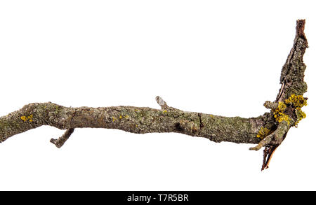 Trockene Pear Tree Branch mit rissige Rinde. isoliert auf weißem Stockfoto