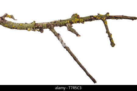 Trockene Pear Tree Branch mit rissige Rinde. isoliert auf weißem Stockfoto