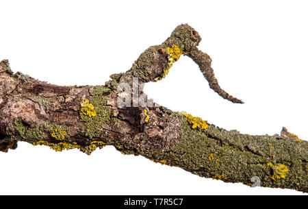 Teil einer trockenen Pear Tree Branch mit rissige Rinde. isoliert auf weißem Stockfoto