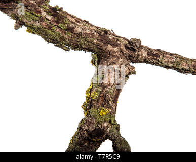 Teil einer trockenen Pear Tree Branch mit rissige Rinde. isoliert auf weißem Stockfoto