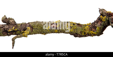 Teil einer trockenen Pear Tree Branch mit rissige Rinde. isoliert auf weißem Stockfoto