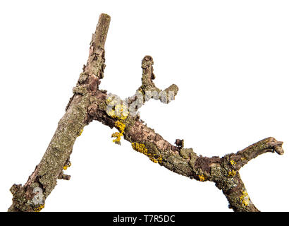 Teil einer trockenen Pear Tree Branch mit rissige Rinde. isoliert auf weißem Stockfoto