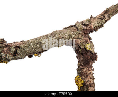 Teil einer trockenen Pear Tree Branch mit rissige Rinde. isoliert auf weißem Stockfoto