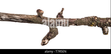 Teil einer trockenen Pear Tree Branch mit rissige Rinde. isoliert auf weißem Stockfoto