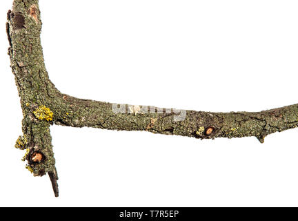 Teil einer trockenen Pear Tree Branch mit rissige Rinde. isoliert auf weißem Stockfoto