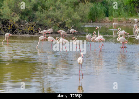 Riparian Landschaft einschließlich einige Flamingos rund um den Regionalen Naturpark der Camargue im Süden Frankreichs Stockfoto