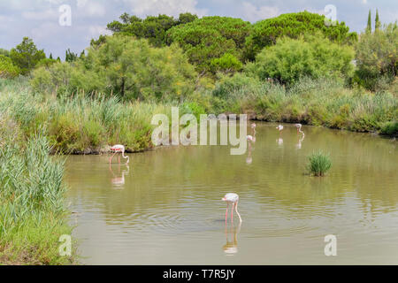 Riparian Landschaft einschließlich einige Flamingos rund um den Regionalen Naturpark der Camargue im Süden Frankreichs Stockfoto