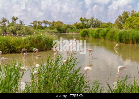 Riparian Landschaft einschließlich einige Flamingos rund um den Regionalen Naturpark der Camargue im Süden Frankreichs Stockfoto