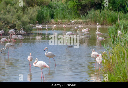 Riparian Landschaft einschließlich einige Flamingos rund um den Regionalen Naturpark der Camargue im Süden Frankreichs Stockfoto