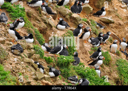 Ein überfüllter Felswand der Papageientaucher auf der Insel Skomer vor der Pembrokshire coast in Wales UK Stockfoto