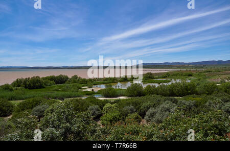 Die Lagune von Laguna de Fuente de Piedra mit ihren Flamingos, Phoenicopterus roseus in der Provinz Malaga, Andalusien, Spanien. Stockfoto