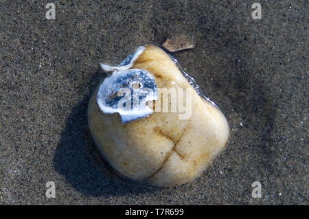 Eine ungewöhnliche Mischung aus einem Felsen und einer Muschel bilden einen menschlichen Schädel. Stockfoto