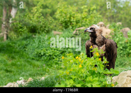 Porträt eines Gänsegeier auf dem Boden Stockfoto