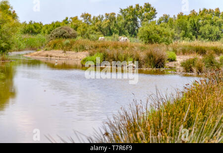 Riparian Landschaft rund um den Regionalen Naturpark der Camargue im Süden Frankreichs Stockfoto