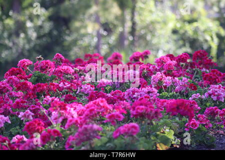 Frühlingsblumen in voller Blüte Stockfoto