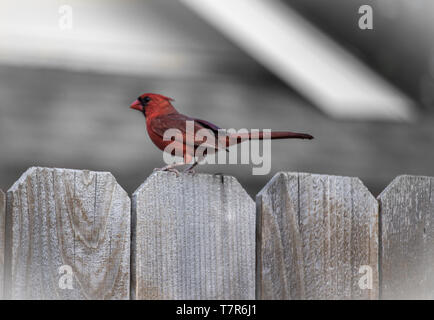 Red Cardinal auf Zaun Stockfoto