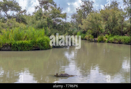 Riparian Landschaft rund um den Regionalen Naturpark der Camargue im Süden Frankreichs Stockfoto