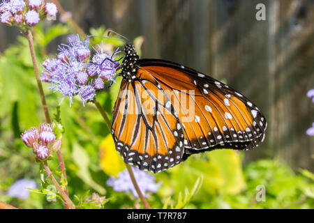 Monarch Butterfly Fütterung auf Schmetterling Bush Stockfoto
